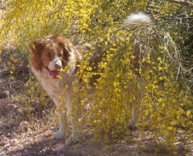 My dog loves these yellow shrubs!